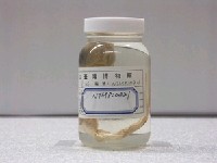 藏品( 狐鯊)的圖片